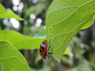 Poplar leaf beetle (Chrysomela populi) on a tree