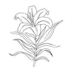 Fototapeta premium Elegant Lily in Black and White.
