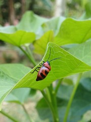 Poplar leaf beetle (Chrysomela populi) on a tree