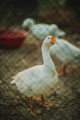 White goose standing on dirt