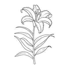 Classic Lily Design for Modern Spaces.