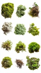 A Diverse Collection of Exquisite Mosses and Lichens, Capturing the Essence of Nature's Subtle Beauty