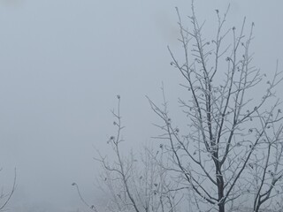 branches against blue sky