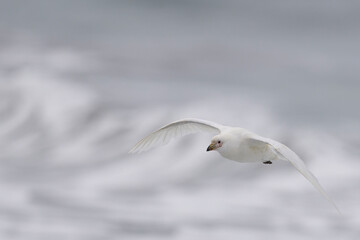 Pale-faced Sheathbill (Chionis albus) coming in to land on the coast of Sea Lion Island in the Falkland Islands.