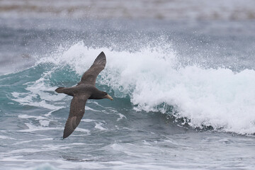 Southern Giant Petrel (Macronectes giganteus) flying low over the sea just off the coast of Sea...