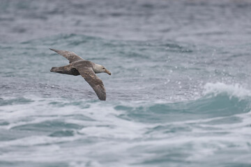 Southern Giant Petrel (Macronectes giganteus) flying low over the sea just off the coast of Sea Lion Island in the Falkland Islands.