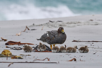 Female Falkland Steamer Duck (Tachyeres brachypterus) with recently hatched chicks on a sandy beach on Sea Lion Island in the Falkland Islands.