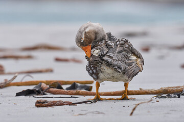 Male Falkland Steamer Duck (Tachyeres brachypterus) preening on a sandy beach on Sea Lion Island in...