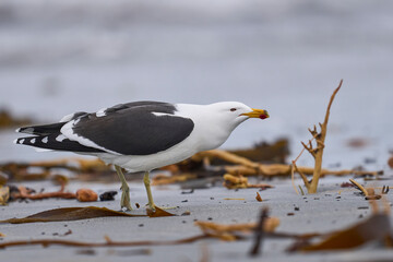 Kelp Gull (Larus dominicanus) displaying on a beach on Sea Lion Island in the Falkland Islands.