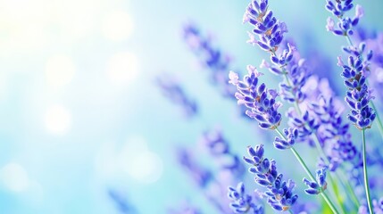 Obraz premium Tranquil lavender flowers wallpaper, soothing purple background for relaxation