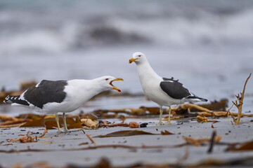 Kelp Gull (Larus dominicanus) displaying on a beach on Sea Lion Island in the Falkland Islands.