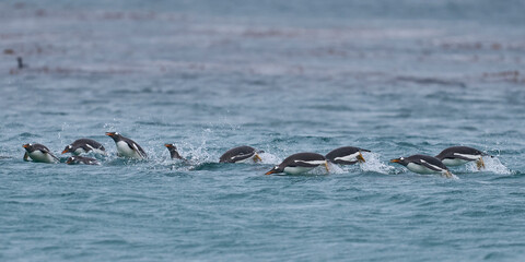 Fototapeta premium Group of Gentoo Penguin (Pygoscelis papua) porpoising as they approach the shore of Sea Lion Island in the Falkland Islands.