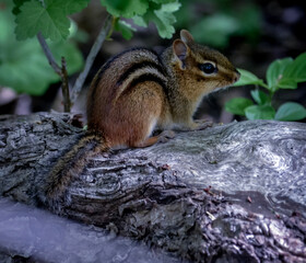 Chipmunk