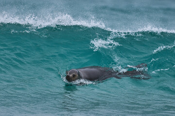 Obraz premium Southern Sea Lion (Otaria flavescens) frolicking in the surf whilst hunting penguins on the coast Sea Lion Island in the Falkland Islands.