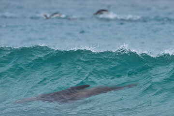Southern Sea Lion (Otaria flavescens) frolicking in the surf whilst hunting penguins on the coast...