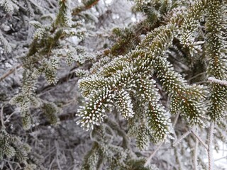 frost on branches