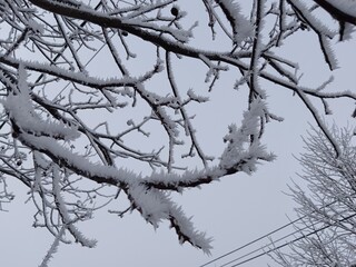 Snow covered trees 
