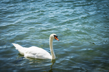 schwimmender Höckerschwan