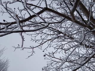 snow on tree