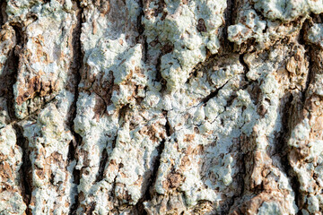 bark of a tree