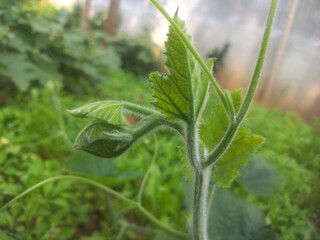 The leaf tip of pumpkin  creeping plant. Leaf shoots from plants that propagate a kind of pumpkin.Young pumpkin stem in green,The leaf tip of pumpkin creeping plant. Leaf shoots from plants that propa