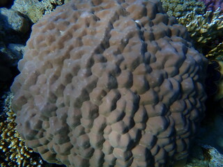 Hump coral (Porites sp.) undersea, Red Sea, Egypt, Sharm El Sheikh, Montazah Bay