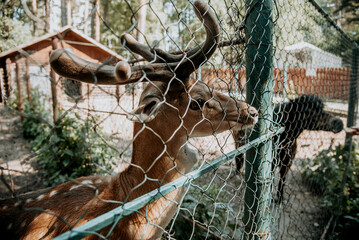 Deer stands in stall at reindeer farm, Cute fawn cub walks in zoo cage