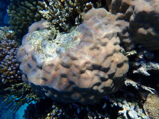 Hump coral (Porites sp.) undersea, Red Sea, Egypt, Sharm El Sheikh, Montazah Bay