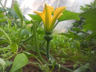 A beautiful pumpkin Yellow Flower Grow,
A Yellow pumpkin Flower among greens
pumpkin, Flower of...