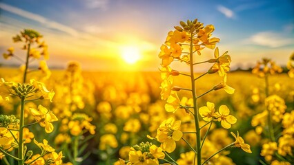 Obraz premium Close-up of Rapeseed Blossoms in a Field - Sustainable Agriculture and Biofuel Production