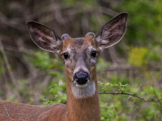 A young buck