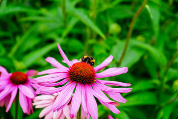 Close up of bees on a pink flower 