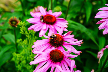 Close up of bees on a pink flower 