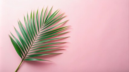 Fototapeta premium A single green palm frond on a pale pink background, a minimalistic tropical summer design