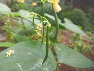 Obraz premium Beans A small plant with fresh pods on it, green in color.Beans growing on a green plant.Bean plant with flowers.Plant with soft bean pods and white bean flowers,Beans A small plant with fresh pods on