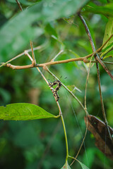 A caterpillar is crawling on a branch.
