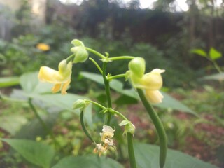 Beans A small plant with fresh pods on it, green in color.Beans growing on a green plant.Bean plant with flowers.Plant with soft bean pods and white bean flowers,Beans A small plant with fresh pods on