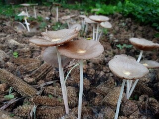 a group of white and brown mushrooms