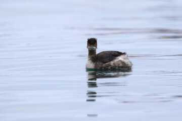 Wildlife - Birds. Black-necked grebes (Podiceps nigricollis) inhabit reed beds, marshes, lakes, ponds and coastal waters with extensive vegetation. They feed on aquatic insects and their larvae.