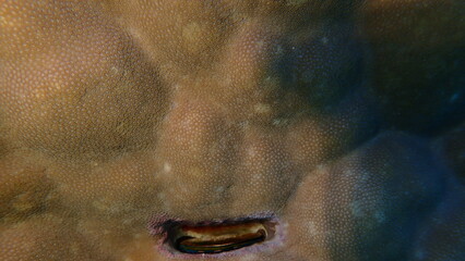 Hump coral (Porites sp.) undersea, Red Sea, Egypt, Sharm El Sheikh, Montazah Bay