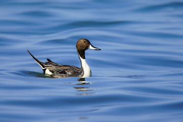 Wildlife - Birds. The Northern Pintail (Anas acuta) lives in wetlands such as sheltered deltas, salt marshes, shallow waters and coastal lagoons. It feeds on aquatic vegetation.