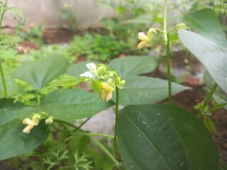 Beans A small plant with fresh pods on it, green in color.Beans growing on a green plant.Bean plant with flowers.Plant with soft bean pods and white bean flowers,Beans A small plant with fresh pods on