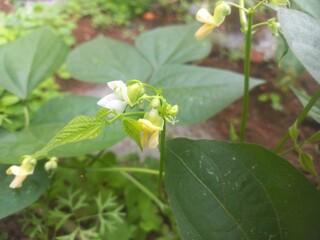 Beans A small plant with fresh pods on it, green in color.Beans growing on a green plant.Bean plant with flowers.Plant with soft bean pods and white bean flowers,Beans A small plant with fresh pods on