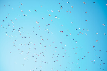 Flock of pigeons flying in the sky