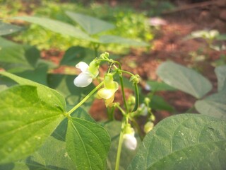 Beans A small plant with fresh pods on it, green in color.Beans growing on a green plant.Bean plant with flowers.Plant with soft bean pods and white bean flowers,Beans A small plant with fresh pods on