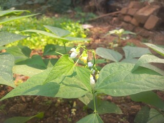 Beans A small plant with fresh pods on it, green in color.Beans growing on a green plant.Bean plant with flowers.Plant with soft bean pods and white bean flowers,Beans A small plant with fresh pods on