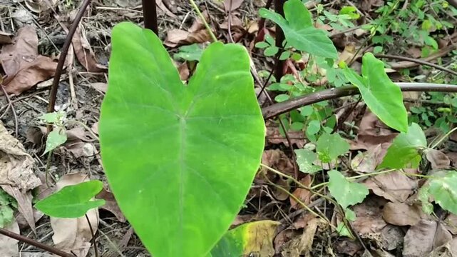 Colocasia esculenta herbaceous corm root vegetable taro plant