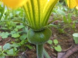 Pumpkin Flower blossoms and begins to bear fruit.Loofah, pumpkin, and zucchini are all gourds.They have very similar flowers.
Pumpkin Small Bud in Fruit With Yellow Flower,A beautiful pumpkin Yellow 