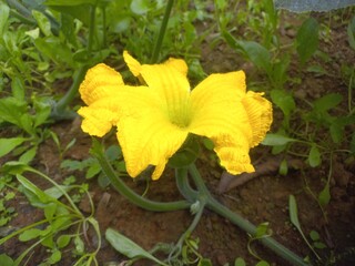Pumpkin Flower blossoms and begins to bear fruit.Loofah, pumpkin, and zucchini are all gourds.They have very similar flowers.
Pumpkin Small Bud in Fruit With Yellow Flower,A beautiful pumpkin Yellow 