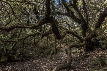 Arbre torturé de la forêt de Notre-Dame de la Paix , île de la Réunion 